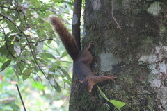 Sciurus ignitus