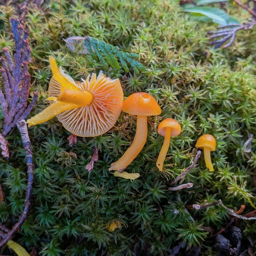 Hygrocybe ceracea · November 2025 · photo: © ssquazzo (iNaturalist, cc-by)