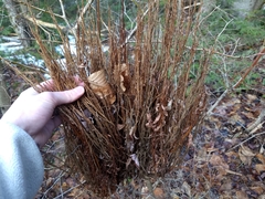 Calyptospora columnaris