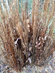 Calyptospora columnaris