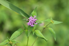 Crusea hispida