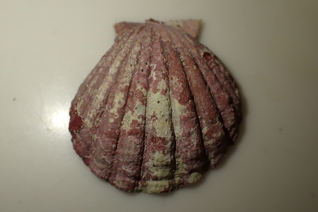 Langford's Scallop
