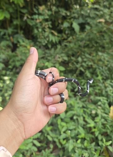 Philippi’s Snail-Eating Snake