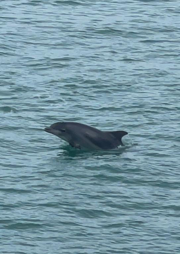Tursiops truncatus