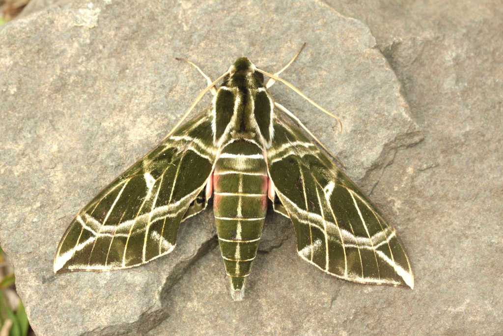 Eumorpha mirificatus