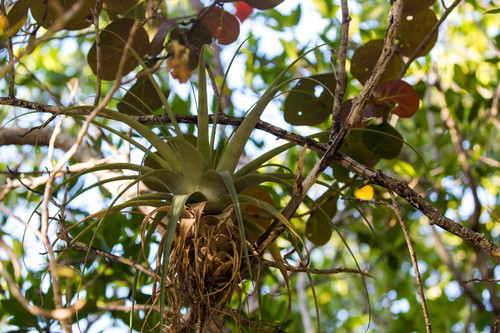 Tillandsia utriculata, photograph 1