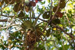 Melissa McMasters, CC BY, iNaturalist via GBIF Tillandsia utriculata, photograph Melissa McMasters, CC BY, iNaturalist via GBIF