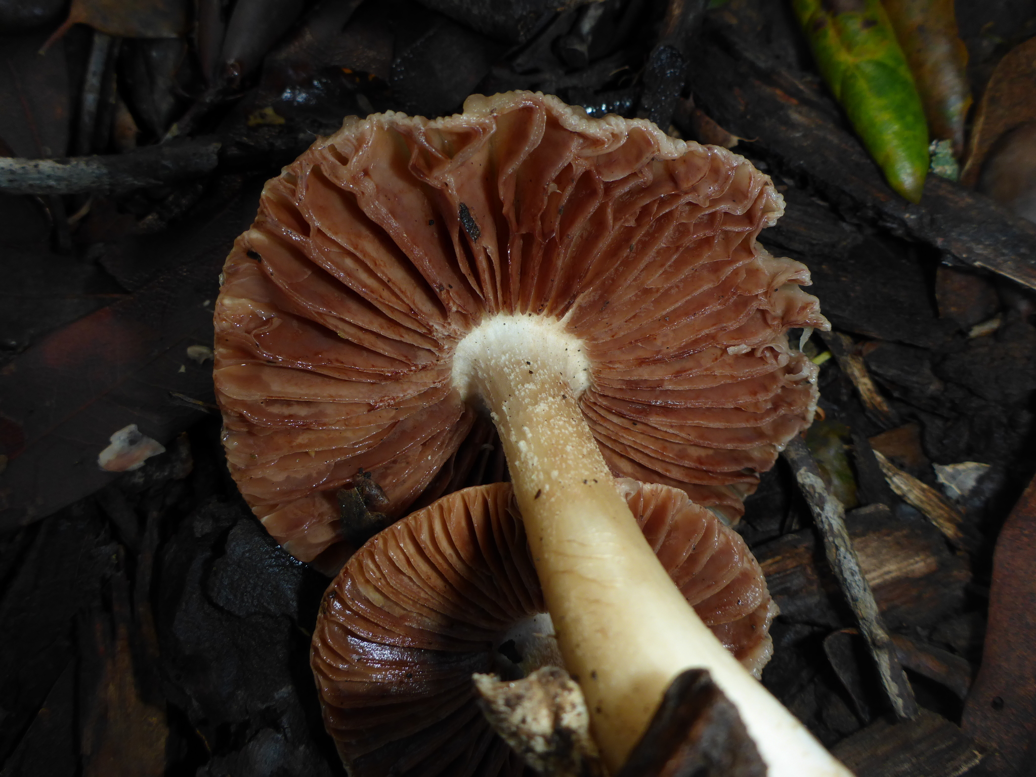 Volvariella gloiocephala image
