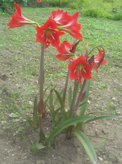 Hippeastrum vittatum