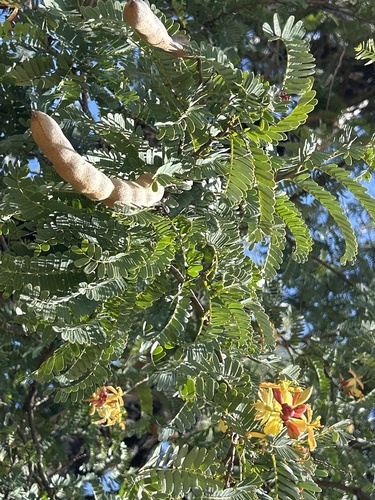 Tamarindus indica