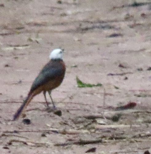 White-headed Robin-Chat (Cossypha heinrichi), photo 3
