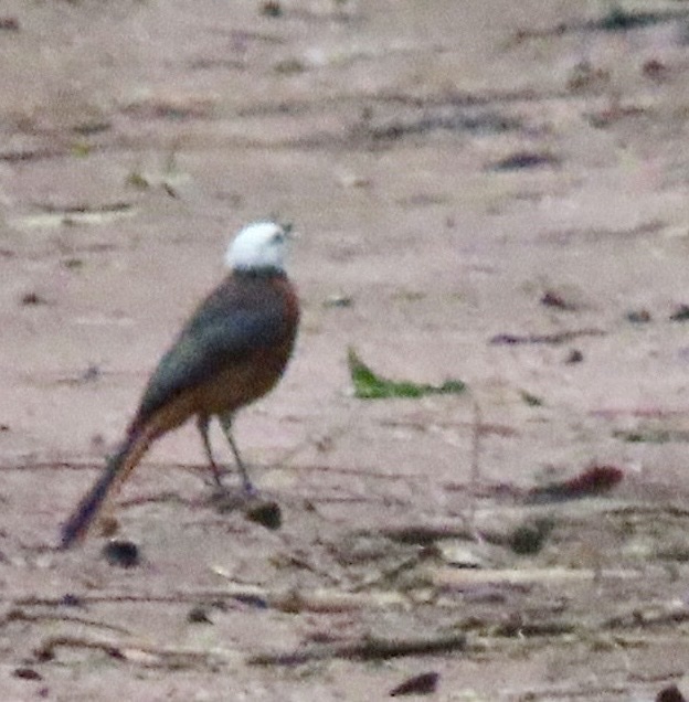 White-headed Robin-Chat (Cossypha heinrichi), photo 3