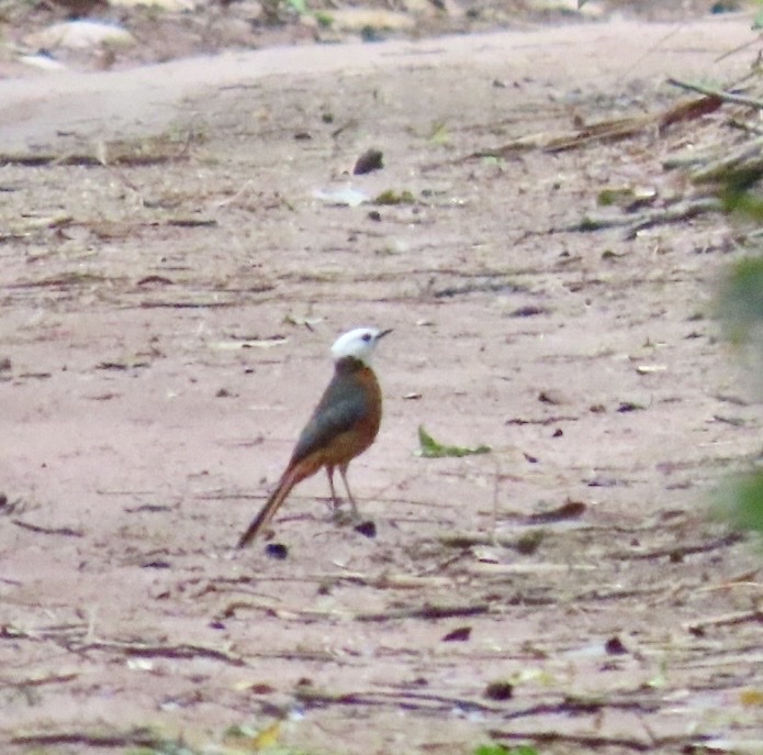 White-headed Robin-Chat (Cossypha heinrichi), photo 2