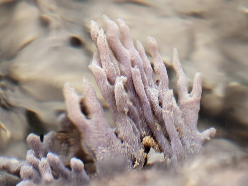 Callyspongia observed 2025-11-22