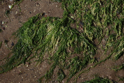 Ulva compressa observed 2025-09-10