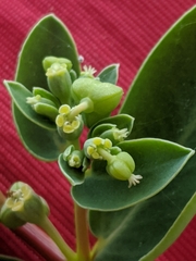 Euphorbia chamissonis