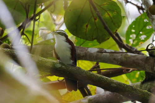 Sunda Scimitar Babbler (Pomatorhinus bornensis), photo 8