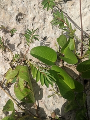 Euphorbia chamissonis