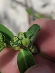 Euphorbia chamissonis
