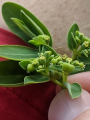 Euphorbia chamissonis