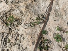 Euphorbia chamissonis