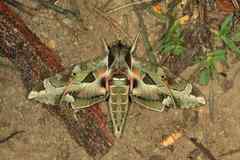 Eumorpha satellitia posticatus