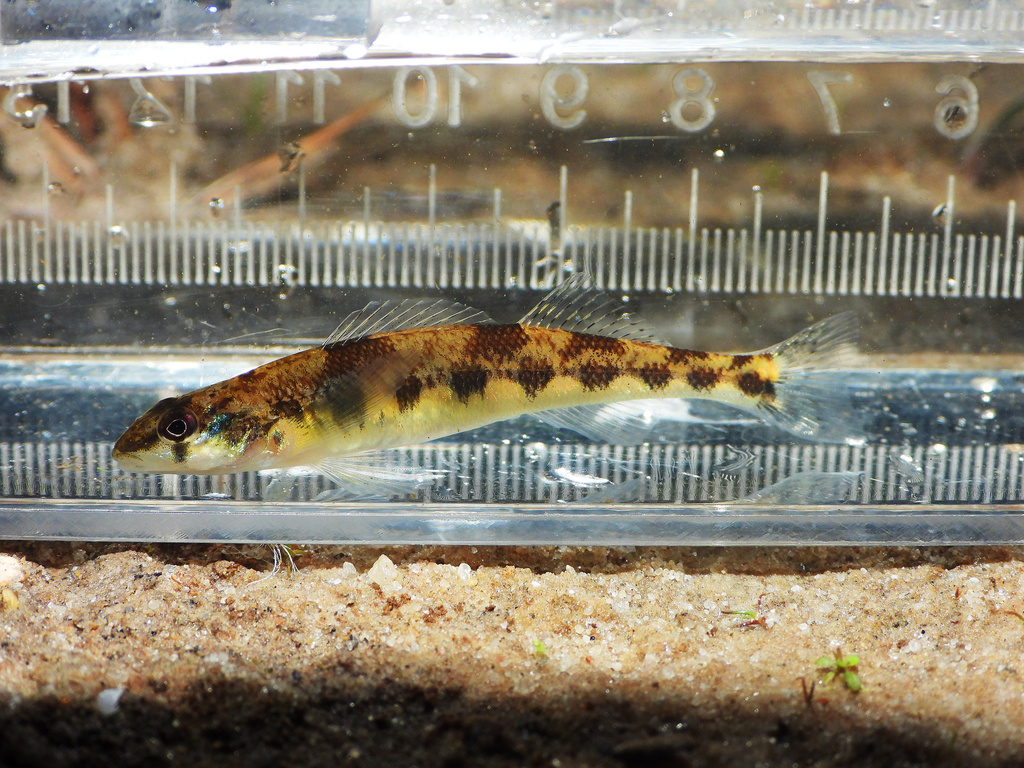 Saddleback Darter