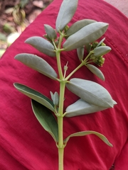 Euphorbia chamissonis