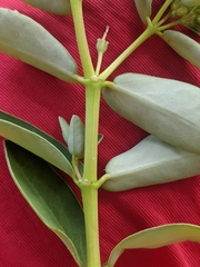 Euphorbia chamissonis