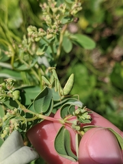 Euphorbia chamissonis