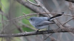 Polioptila caerulea