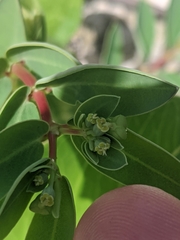 Euphorbia chamissonis