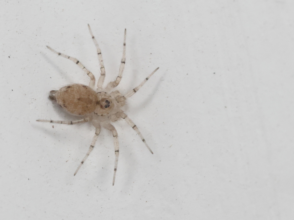 disc web spiders