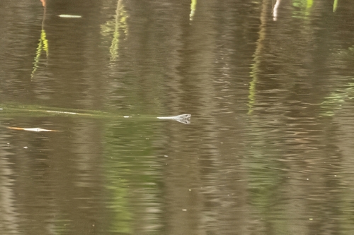 Common keelback sighting