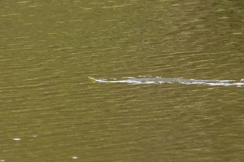 Common Tree Snake sighting