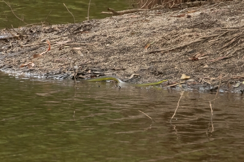 Common Tree Snake sighting