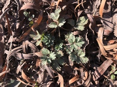 Potentilla rivalis