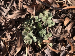 Potentilla rivalis