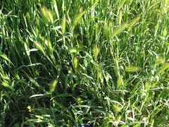 Hordeum murinum leporinum