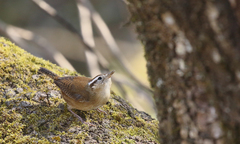 Troglodytes solstitialis