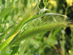 Hordeum murinum leporinum