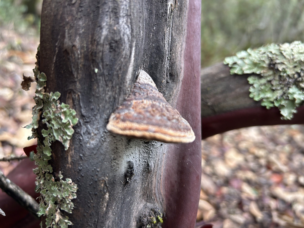 Phellinus arctostaphyli · November 2025 · photo: © nettiecat (iNaturalist, cc-by)