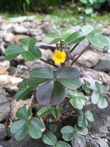 Oxalis spiralis