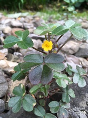Oxalis spiralis