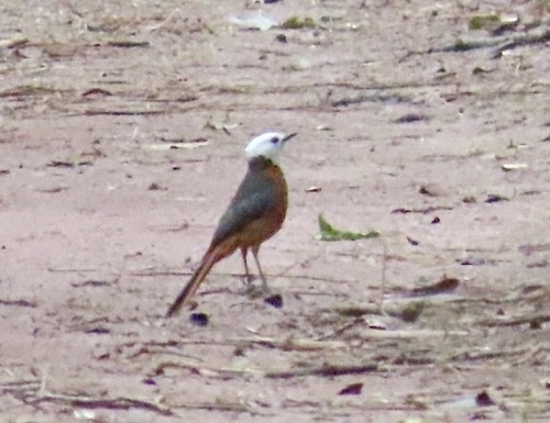 White-headed Robin-Chat (Cossypha heinrichi), photo 5