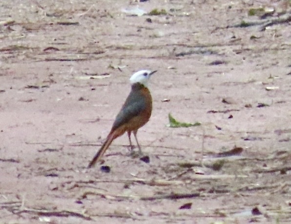 White-headed Robin-Chat (Cossypha heinrichi), photo 1