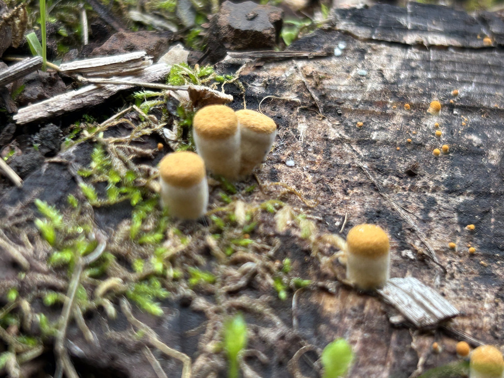 Crucibulum laeve