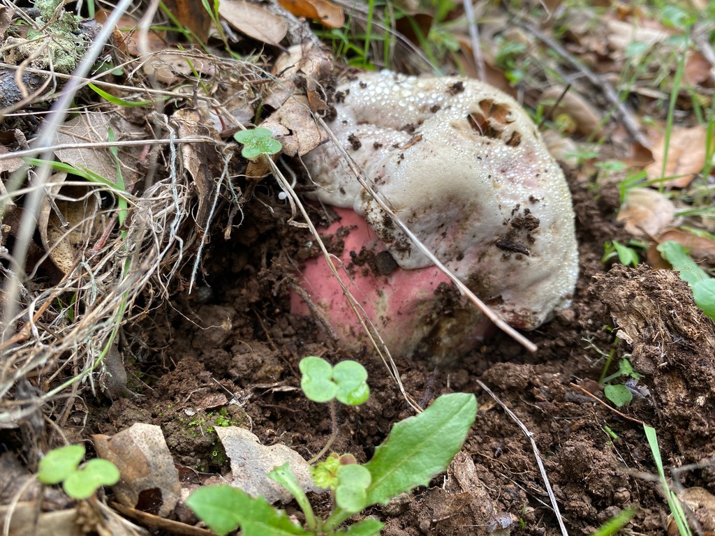 Rubroboletus eastwoodiae · November 2025 · photo: © nettiecat (iNaturalist, cc-by)