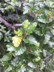 Nothofagus