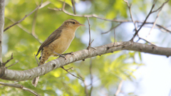 Thrush-Like Wren photo 5